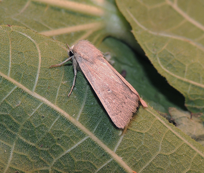 Mythimna unipuncta Noctuidae